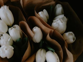 flowers, tulips Wallpaper 1024x768