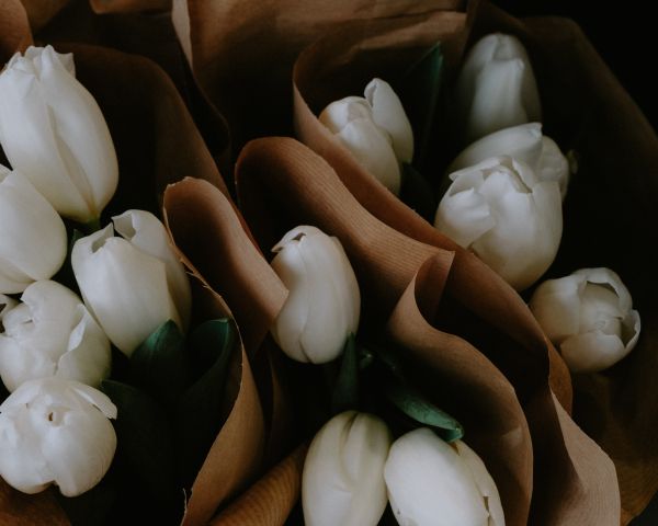 flowers, tulips Wallpaper 1280x1024