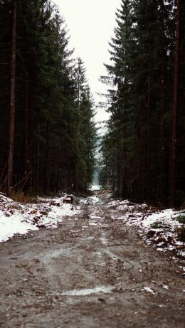 forest, road Wallpaper 640x1136
