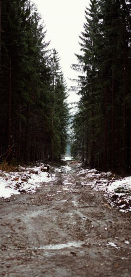 forest, road Wallpaper 1080x2280