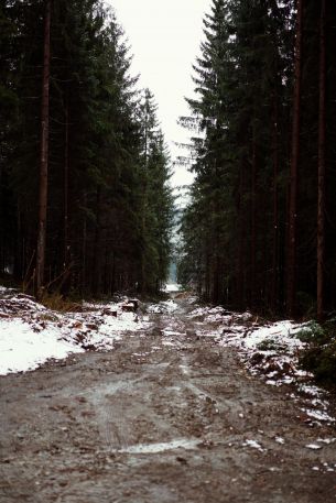 forest, road Wallpaper 3650x5475
