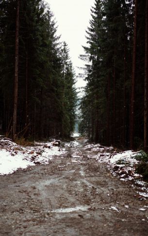 forest, road Wallpaper 1752x2800