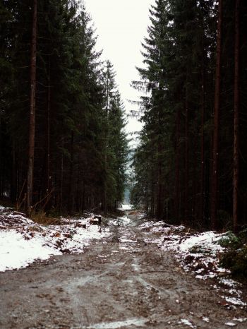 forest, road Wallpaper 2048x2732