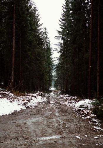 forest, road Wallpaper 1668x2388