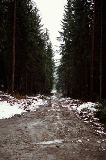 forest, road Wallpaper 640x960