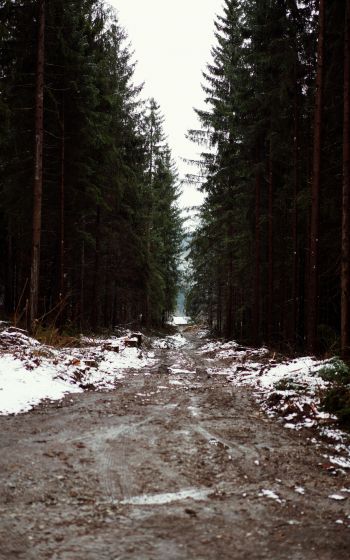 forest, road Wallpaper 1600x2560