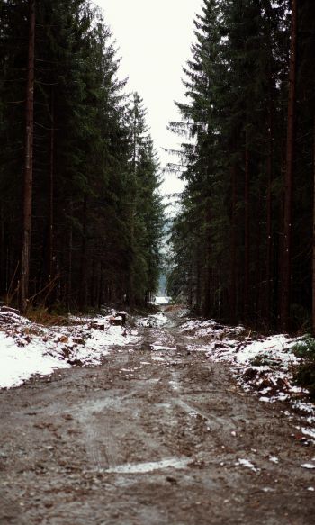 forest, road Wallpaper 1200x2000