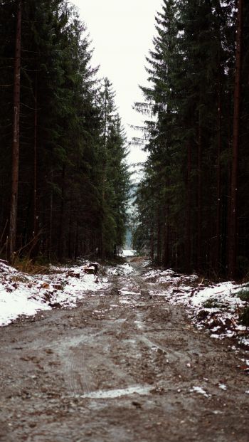 forest, road Wallpaper 640x1136