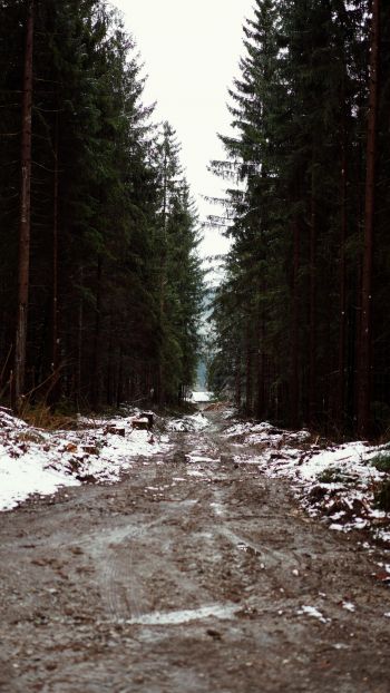 forest, road Wallpaper 1440x2560