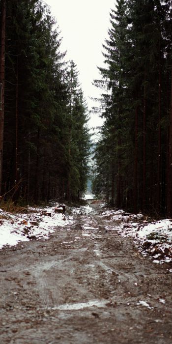 forest, road Wallpaper 720x1440