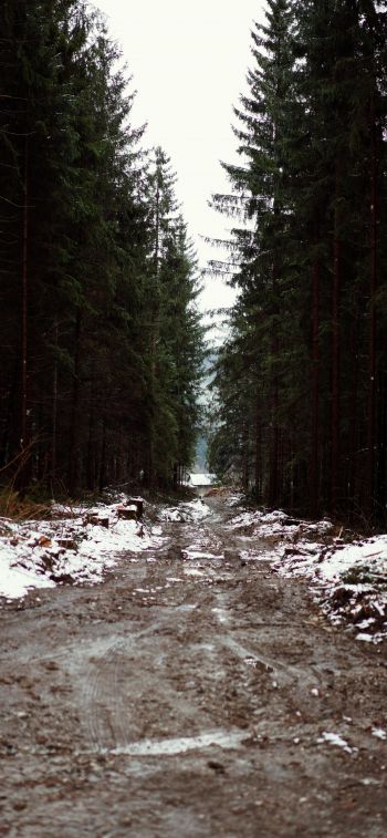 forest, road Wallpaper 828x1792