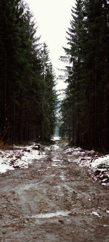 forest, road Wallpaper 1080x2400