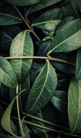 plant, leaves Wallpaper 600x1024