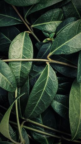 plant, leaves Wallpaper 1440x2560