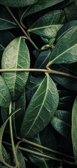 plant, leaves Wallpaper 1080x2340