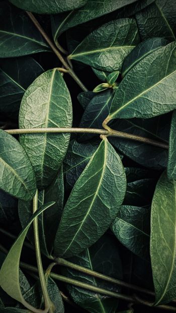 plant, leaves Wallpaper 640x1136