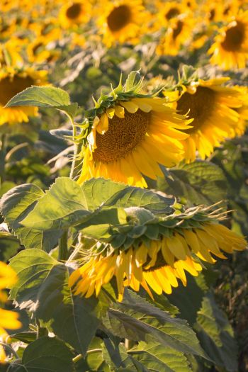 sunflower, little sun Wallpaper 640x960
