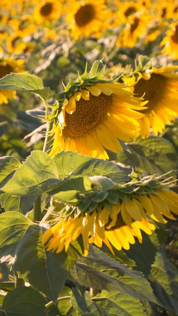 sunflower, little sun Wallpaper 640x1136