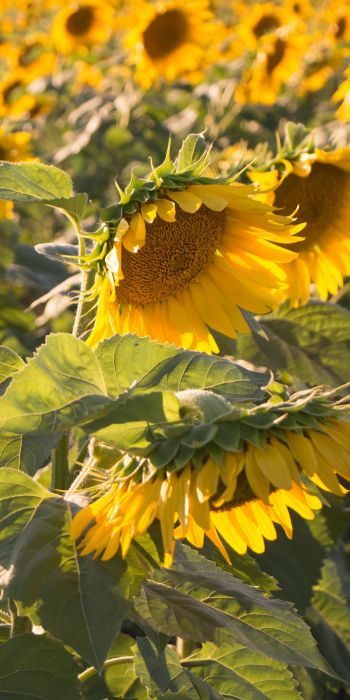 sunflower, little sun Wallpaper 720x1440