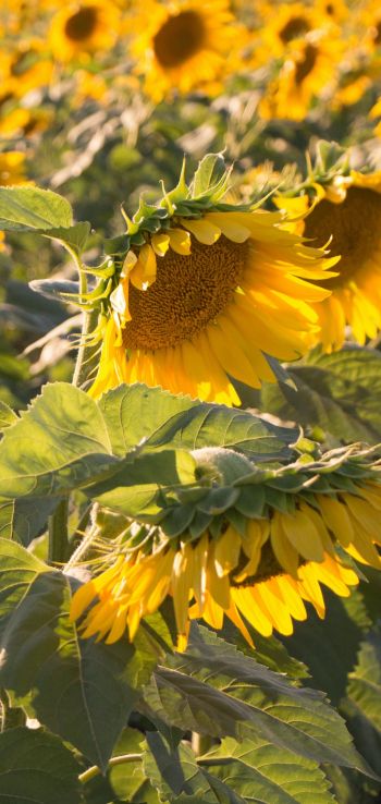sunflower, little sun Wallpaper 720x1520