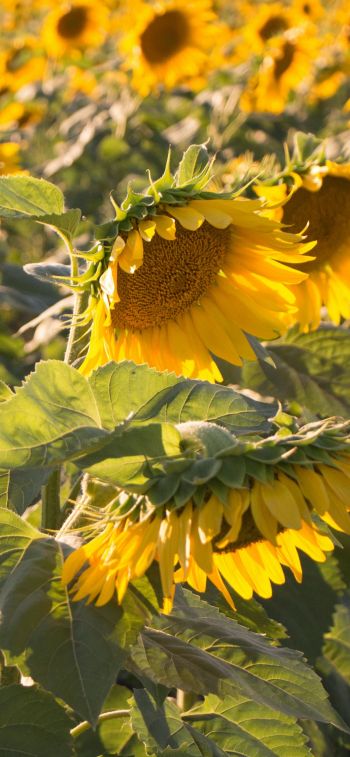 sunflower, little sun Wallpaper 828x1792
