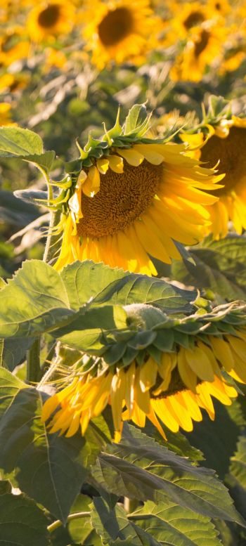 sunflower, little sun Wallpaper 720x1600