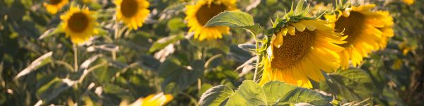 sunflower, little sun Wallpaper 1590x400