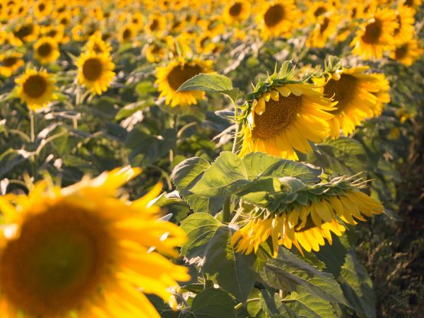 sunflower, little sun Wallpaper 1024x768