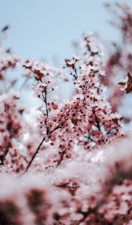 tree, bloom, spring Wallpaper 600x1024