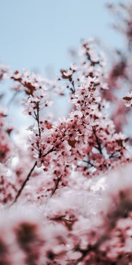 tree, bloom, spring Wallpaper 720x1440