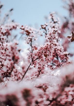 tree, bloom, spring Wallpaper 1640x2360