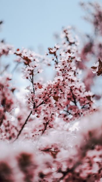 tree, bloom, spring Wallpaper 640x1136