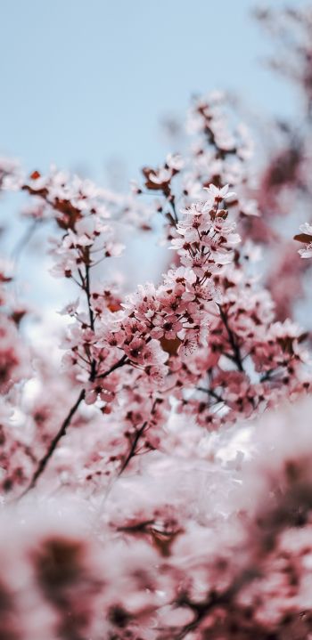 tree, bloom, spring Wallpaper 1080x2220
