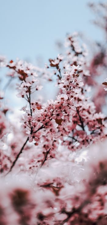 tree, bloom, spring Wallpaper 1080x2280