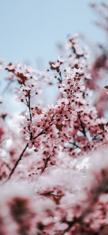 tree, bloom, spring Wallpaper 1242x2688