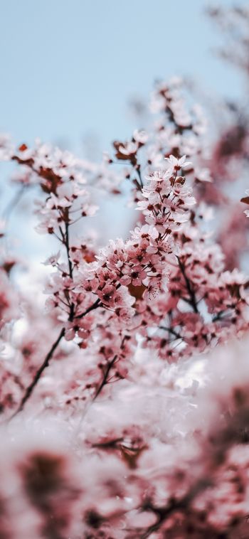tree, bloom, spring Wallpaper 1080x2340