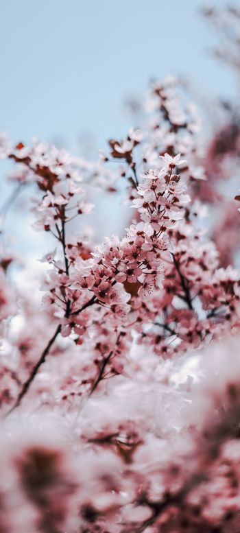 tree, bloom, spring Wallpaper 1440x3200