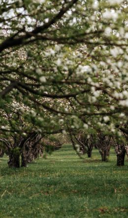 orchard, spring Wallpaper 600x1024