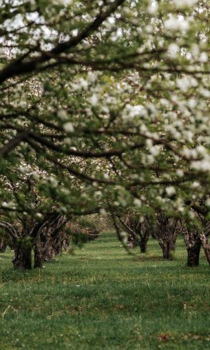 orchard, spring Wallpaper 1200x2000