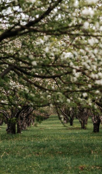 orchard, spring Wallpaper 600x1024