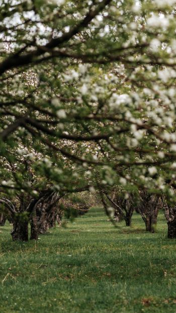 orchard, spring Wallpaper 640x1136