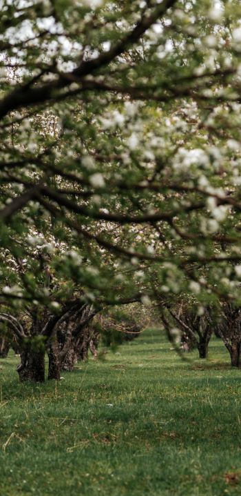 orchard, spring Wallpaper 1080x2220