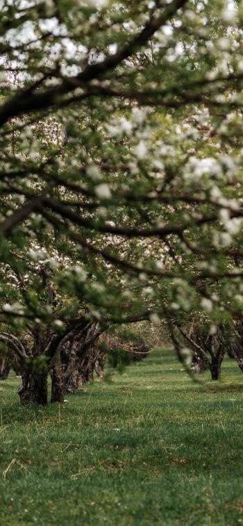 orchard, spring Wallpaper 828x1792