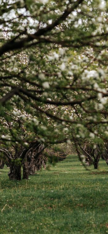 orchard, spring Wallpaper 1080x2340