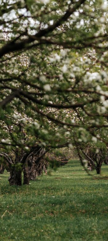 orchard, spring Wallpaper 1440x3200