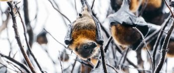 animals, bats Wallpaper 2560x1080