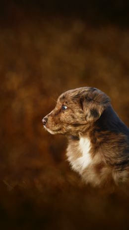 puppy, labrador Wallpaper 1080x1920