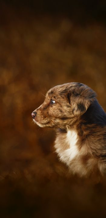 puppy, labrador Wallpaper 1080x2220