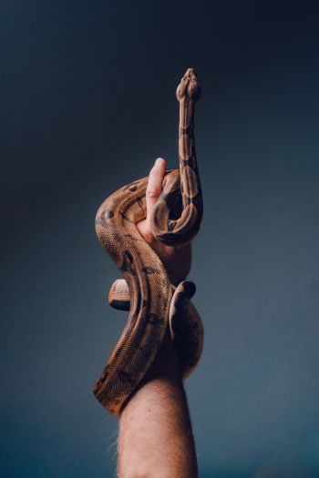 reptile, snake on hand Wallpaper 640x960