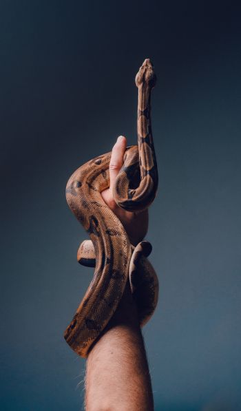 reptile, snake on hand Wallpaper 600x1024